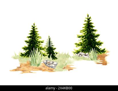 Fichtenbaum in einer Lichtung im Waldteil der Naturlandschaft. Wildtierszene im Wald mit grünem Gras, Nadelbäumen, Fichte, Fichte, pi Stockfoto