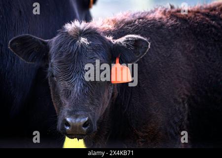 Nahporträt eines jungen Angus-Kalbes, der mit Negativraum in die Kamera schaut. Stockfoto