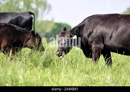 Angus-Kuh mit schmutzigem Gesicht greift mit ihrer Zunge Gras, um mit ihrem Kalb in der Nähe zu grasen. Stockfoto