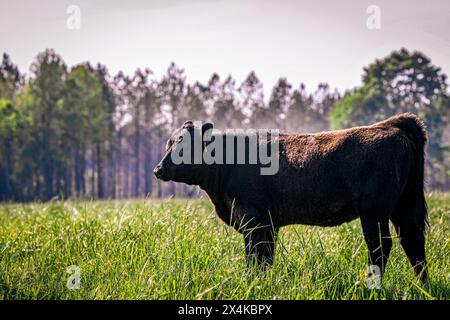 Einzelnes Angus-Kuhkalb, das auf üppiger, hoher Frühjahrsweide mit negativem Raum steht. Stockfoto