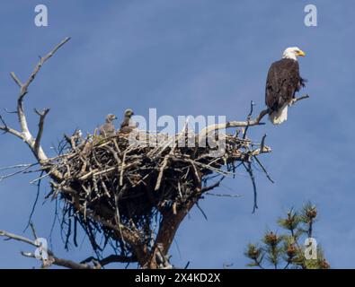 Adler und Mutteradler in einem Adlernest Stockfoto