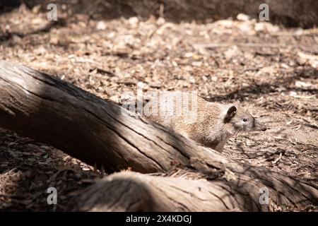 Bandicoots sind ungefähr so groß wie ein Kaninchen und haben eine spitze Schnauze, einen buckligen Rücken, einen dünnen Schwanz und große Hinterfüße Stockfoto