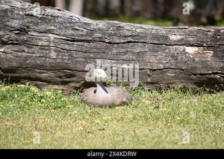 Die Cape Barren Goose ist eine sehr große, hellgraue Gans mit einem relativ kleinen Kopf. Stockfoto