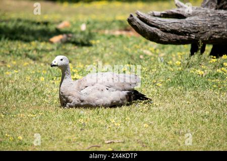 Die Cape Barren Goose ist eine sehr große, hellgraue Gans mit einem relativ kleinen Kopf. Stockfoto