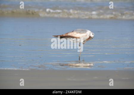 Eine Heringsmöwe steht auf einem Fuß und kratzt sich am Kopf am Ufer des Ponce Inlet, Jetty Beach, Florida. Stockfoto