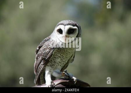 Die weniger rußige Eule hat eine dunkelrußgraue Farbe, mit großen Augen in einem grauen Gesicht, feinen weißen Flecken oben und unten und einem blassen Bauch. Stockfoto