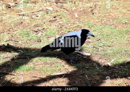 Die Elster ist ein unverwechselbarer Vogel mit glänzenden schwarzen und leuchtend weißen Markierungen. Stockfoto