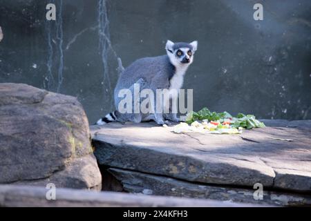 Ringschwanz-Lemurrücken sind grau bis rotbraun mit grauen Gliedmaßen und dunkelgrauen Köpfen und Hälsen. Sie haben weiße Bäuche. Stockfoto