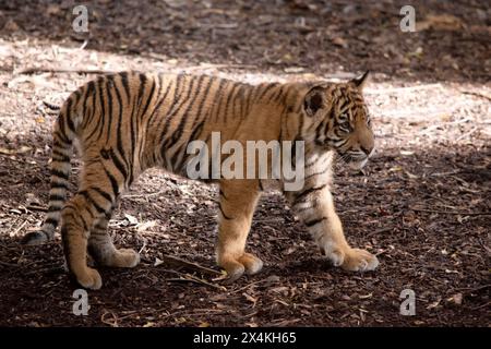 Tigerjungen haben ein goldenes Fell mit dunklen Streifen, der Tiger ist die größte Wildkatze der Welt. Stockfoto