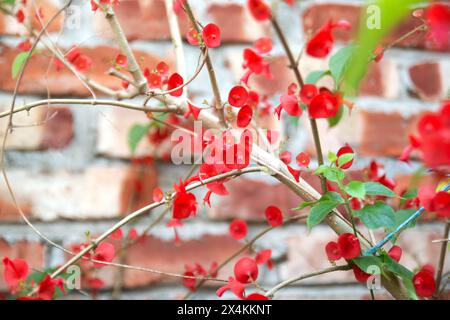 Holmskioldia sanguinea, chinesischer Hut, Tasse und Untertasse, Parasol Blume, Mandarinen Hut. Blüht im Herbst und Winter. Stockfoto