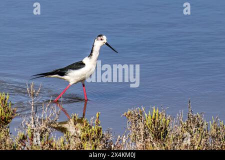 Schwarzflügelstelze, Himantopus himantopus im Naturschutzgebiet Ria Formosa, Algarve in Portugal. Stockfoto