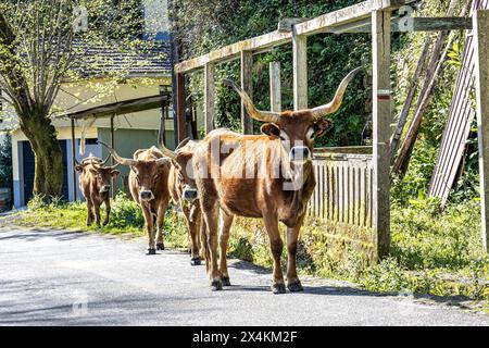 Die Cachena-Kuh im Nationalpark Peneda-Geres in Nordportugal. Es handelt sich um eine traditionelle portugiesische Bergrinderrasse, die sich hervorragend für ihr Fleisch und ihre Tracti eignet Stockfoto