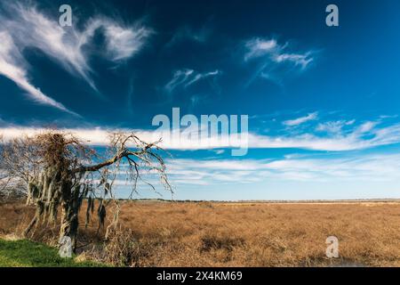 Brazos Bend State Park, Texas, an einem schönen sonnigen Morgen Stockfoto