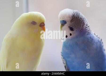 Blaue und gelbe Kumpel und Vogel Nahaufnahme. Vogel Stockfoto