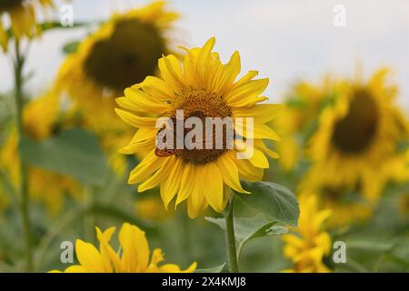 Schmetterling (Argynnis paphia butleri) und Sonnenblumenfeld Stockfoto
