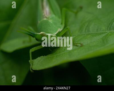 Atractomorpha crenulata oder Tabak-Heuschrecken, einer der Schädlinge, die auf grünen Blättern zu sehen ist, die Blätter essen, auf denen es getestet wird Stockfoto