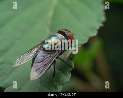 Blowfly mit einem metallisch grünen Körper und einem roten Auge auf einem grünen Blatt mit dunkelgrünem Hintergrund Stockfoto