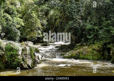 der fluss stürzt über Felsbrocken im Wald Stockfoto