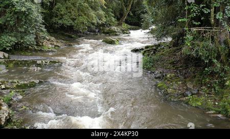 der fluss stürzt über Felsbrocken im Wald Stockfoto