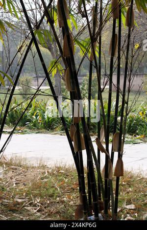 Gruppe von schwarzen Bambus (Phyllostachys nigra) in einem Park : (Bild Sanjiv Shukla) Stockfoto