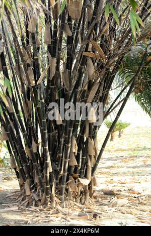 Gruppe von schwarzen Bambus (Phyllostachys nigra) in einem Park : (Bild Sanjiv Shukla) Stockfoto