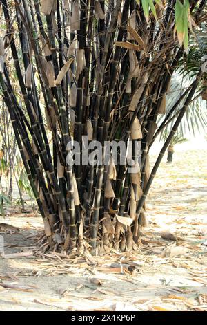 Gruppe von schwarzen Bambus (Phyllostachys nigra) in einem Park : (Bild Sanjiv Shukla) Stockfoto