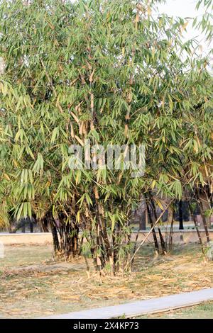 Gruppe von schwarzen Bambus (Phyllostachys nigra) in einem Park : (Bild Sanjiv Shukla) Stockfoto