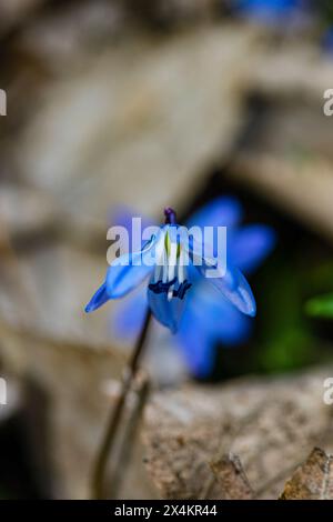 Wunderschöne Scilla siberica Blumen in wilder Natur im Frühling Stockfoto