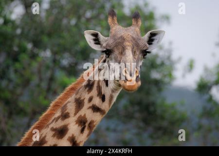Giraffen-Porträt, Masai Mara, Kenia Stockfoto