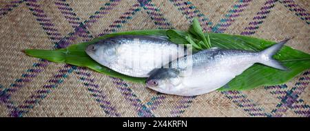 Ilisch, nationaler Fisch von Bangladesch Hilsafish ilisha terbuk hilsa Hering oder hilsa shad Clupeidae Familie auf weißem Hintergrund, beliebt in beiden Benga Stockfoto