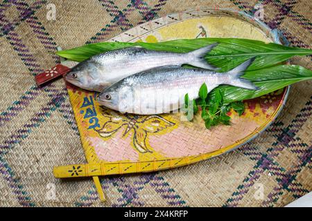 Ilish auf Willkommenstablett, National Fish of Bangladesh Hilsafish ilisha terbuk hilsa Hering oder hilsa shad Clupeidae Familie auf weißem Hintergrund, berühmte bo Stockfoto