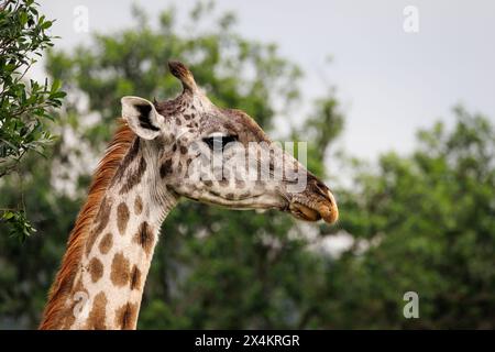 Giraffen-Porträt, Masai Mara, Kenia Stockfoto