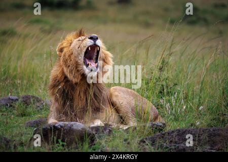 Ganzkörper- und Kopfporträt eines großen männlichen Löwen, der seinen Mund und seine Zähne und seine beeindruckende Mähne enthüllt, Ostafrika, Masai Mara Stockfoto