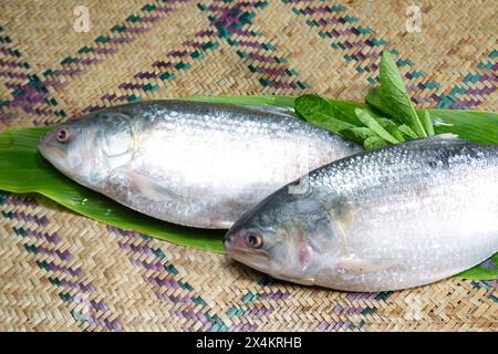 Ilisch, nationaler Fisch von Bangladesch Hilsafish ilisha terbuk hilsa Hering oder hilsa shad Clupeidae Familie auf weißem Hintergrund, beliebt in beiden Benga Stockfoto