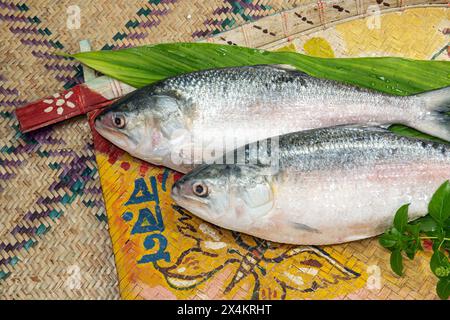 Ilish auf Willkommenstablett, National Fish of Bangladesh Hilsafish ilisha terbuk hilsa Hering oder hilsa shad Clupeidae Familie auf weißem Hintergrund, berühmte bo Stockfoto