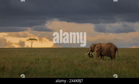 Ein einsamer Elefant weidet auf den Ebenen von Masai Mara, mit einem warmen Sonnenuntergangshimmel und einem einsamen Baum im Hintergrund. Freier Raum Stockfoto