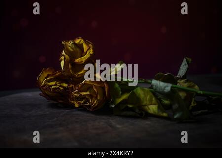 Verwelkte gelbe Rosen auf dunklem Hintergrund Stockfoto