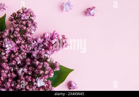 Frühlingsblumen. Fliederblumen Hintergrund. Draufsicht, flach, Kopierbereich Stockfoto