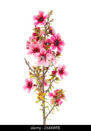 Blühender Manuka-Zweig isoliert auf weißem Hintergrund, Leptospermum scoparium Stockfoto