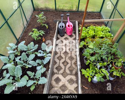 Setzlinge, die im Frühjahr in einem Gartengewächshaus wachsen Stockfoto