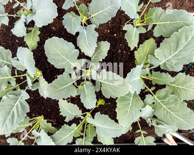 Kohlrabi-Gemüse, das im Gartengewächshaus wächst Stockfoto
