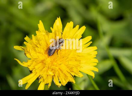 Andrena Bicolor Bergbaubiene auf Colt's Foot Blume Stockfoto