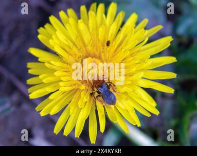 Frühe Bergbaubiene auf Löwenzahn Stockfoto