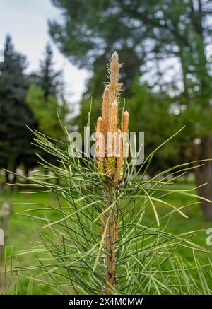 Die einzigartige Schönheit von Eigelb Stockfoto