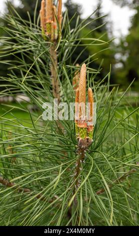 Die einzigartige Schönheit von Eigelb Stockfoto