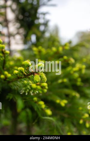 Die einzigartige Schönheit von Eigelb Stockfoto