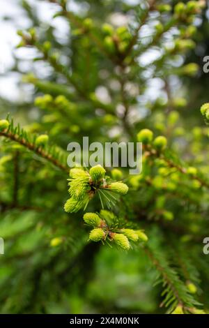 Die einzigartige Schönheit von Eigelb Stockfoto