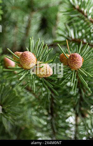 Die einzigartige Schönheit von Eigelb Stockfoto