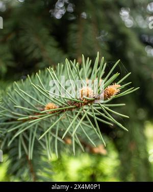 Die einzigartige Schönheit von Eigelb Stockfoto