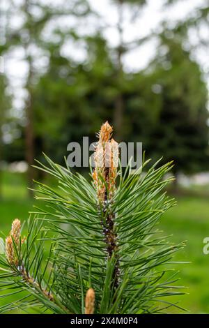 Die einzigartige Schönheit von Eigelb Stockfoto